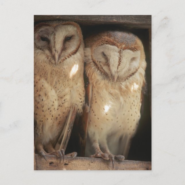 Cartão Postal Zanzibar, Tanzânia, África Oriental (Frente)