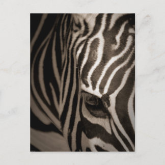 Cartão Postal Zebra