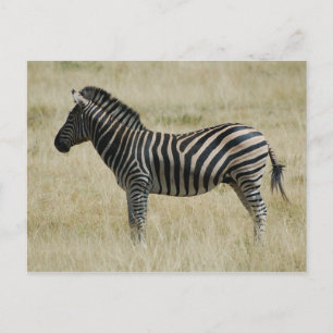 Cartão Postal Zebra