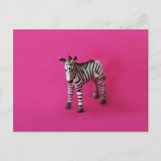Cartão postal ZEBRA (Frente)
