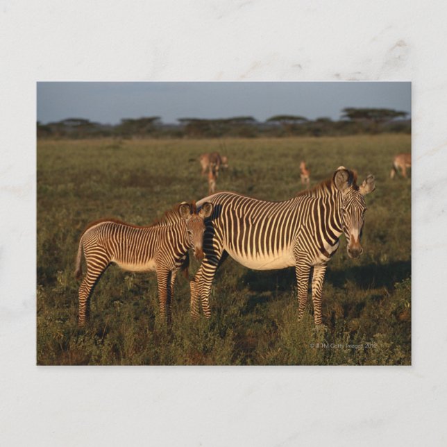 Cartão Postal Zebra (Frente)