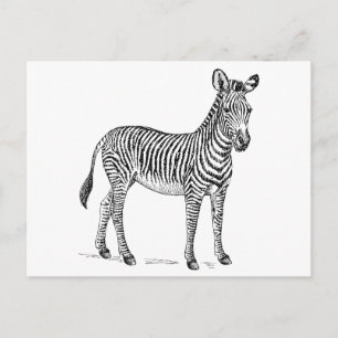 Cartão Postal Zebra