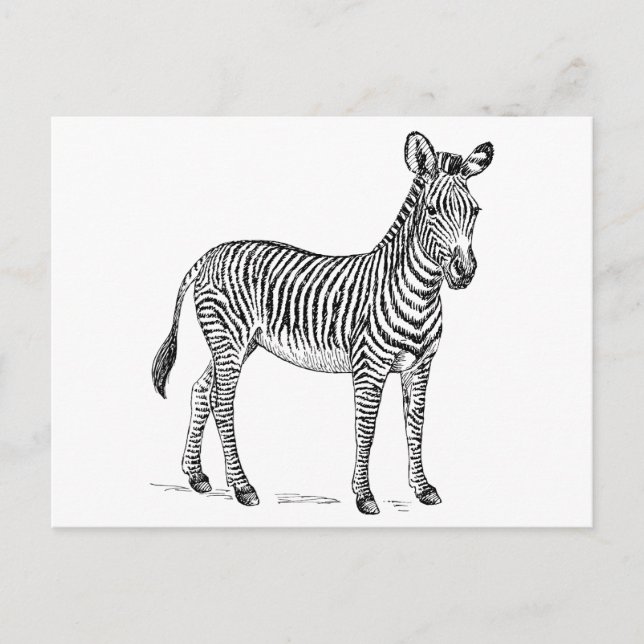Cartão Postal Zebra (Frente)