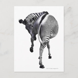Cartão Postal zebra