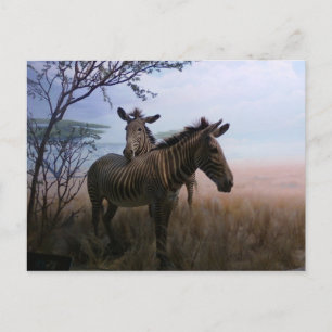 Cartão Postal Zebra