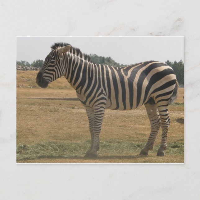 Cartão Postal zebra (Frente)