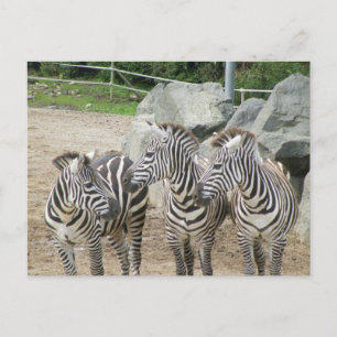 Cartão Postal zebra