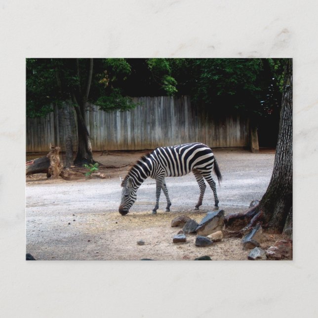 Cartão Postal Zebra (Frente)