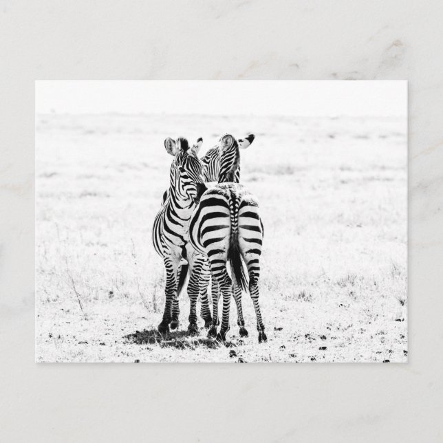 Cartão Postal zebra  (Frente)