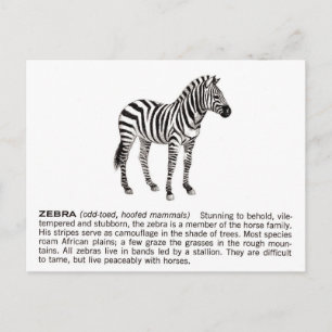 Cartão Postal zebra
