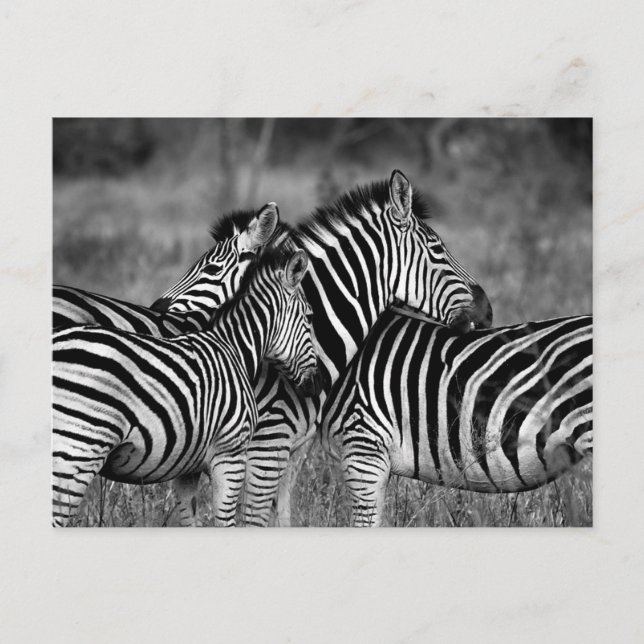 Cartão Postal Zebra (Frente)