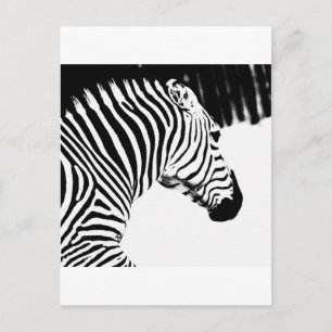 Cartão Postal Zebra