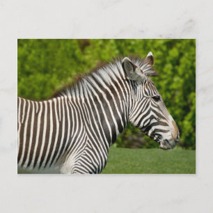 Cartão Postal Zebra