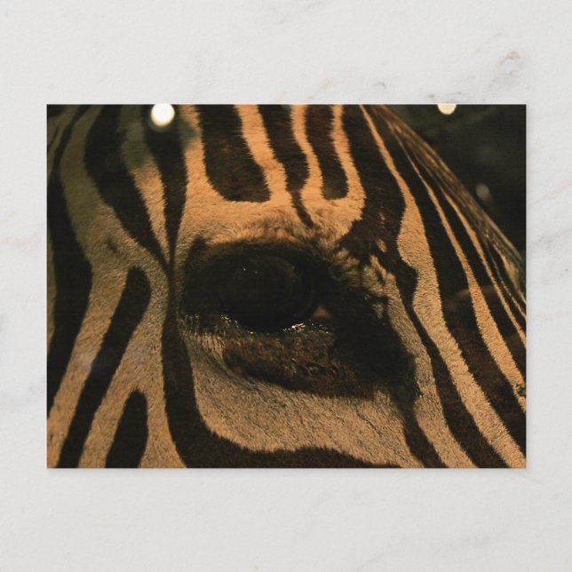 Cartão Postal Zebra (Frente)