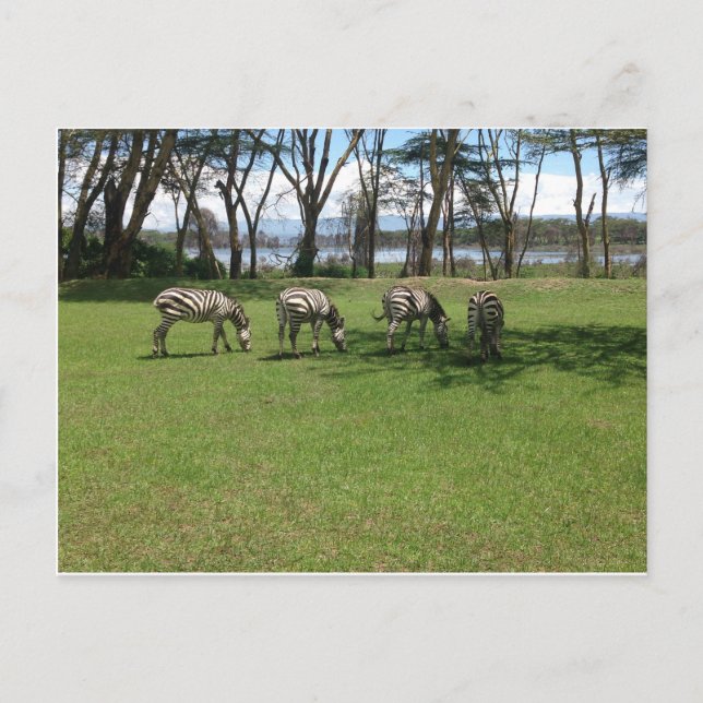 Cartão Postal Zebra (Frente)