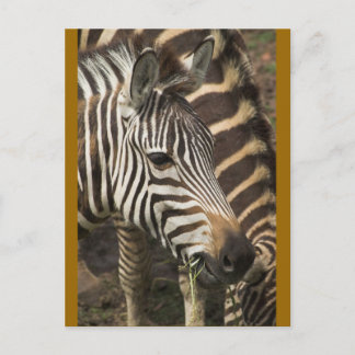 Cartão Postal Zebra
