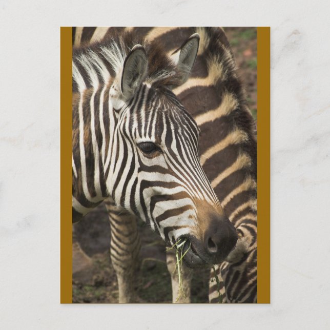 Cartão Postal Zebra (Frente)