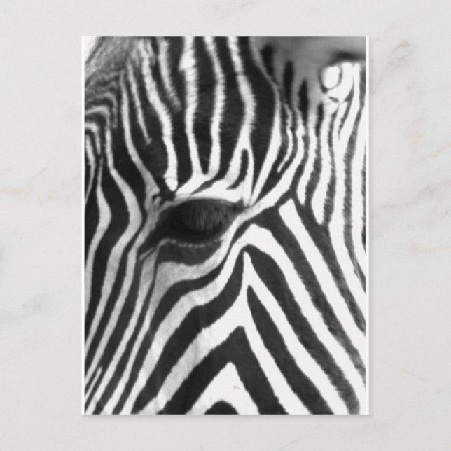 Cartão Postal Zebra (Frente)
