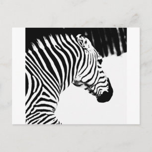 Cartão Postal Zebra