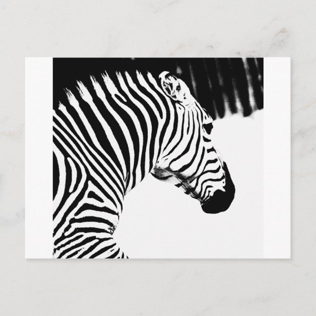 Cartão Postal Zebra (Frente)