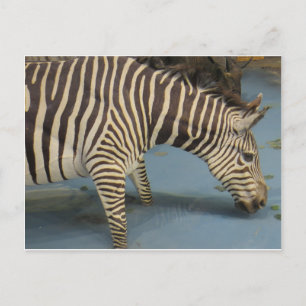 Cartão Postal Zebra