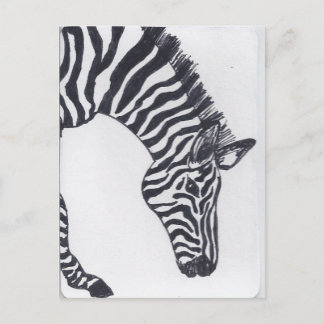 Cartão Postal Zebra