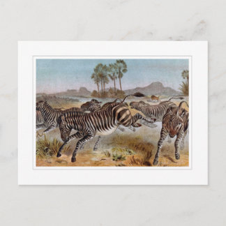 Cartão Postal Zebra