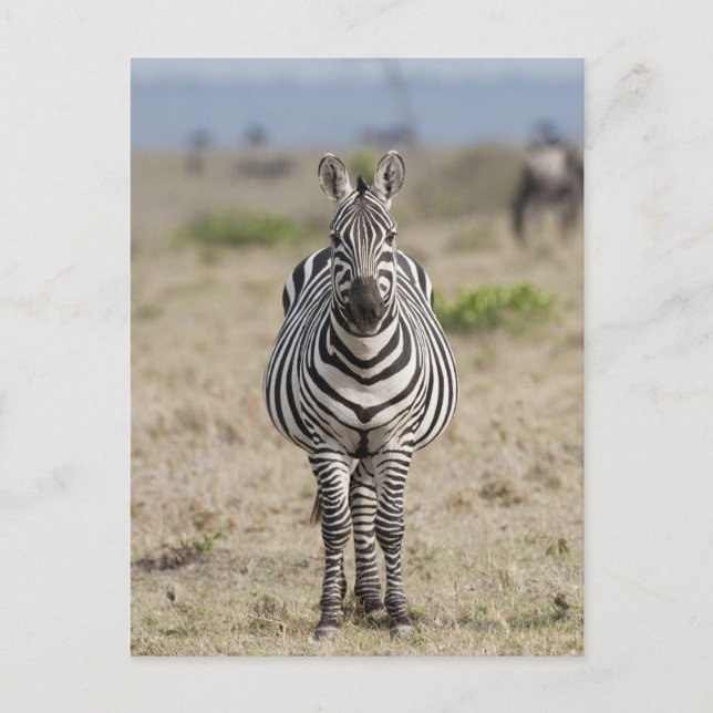 Cartão Postal Zebra 2 (Frente)