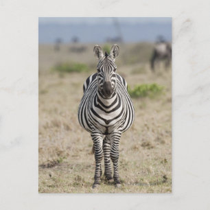 Cartão Postal Zebra 2