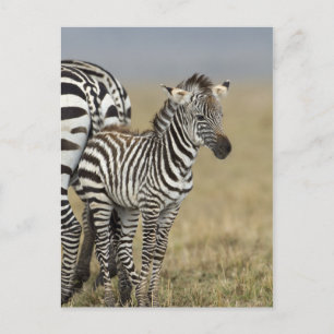 Cartão Postal Zebra Baby