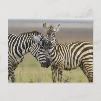 Cartão Postal Zebra Baby