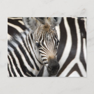 Cartão Postal Zebra Baby