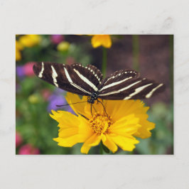 Cartão Postal Zebra Butterfly Beauty