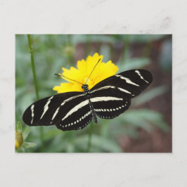 Cartão Postal Zebra Butterfly Beauty II