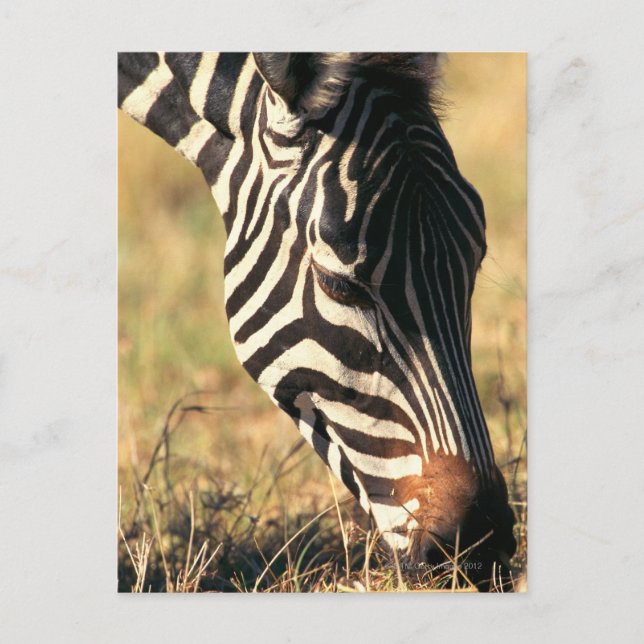 Cartão Postal zebra de Burchell (Frente)