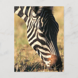 Cartão Postal zebra de Burchell