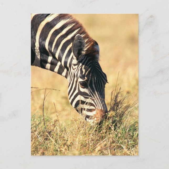 Cartão Postal zebra de Burchell 2 (Frente)