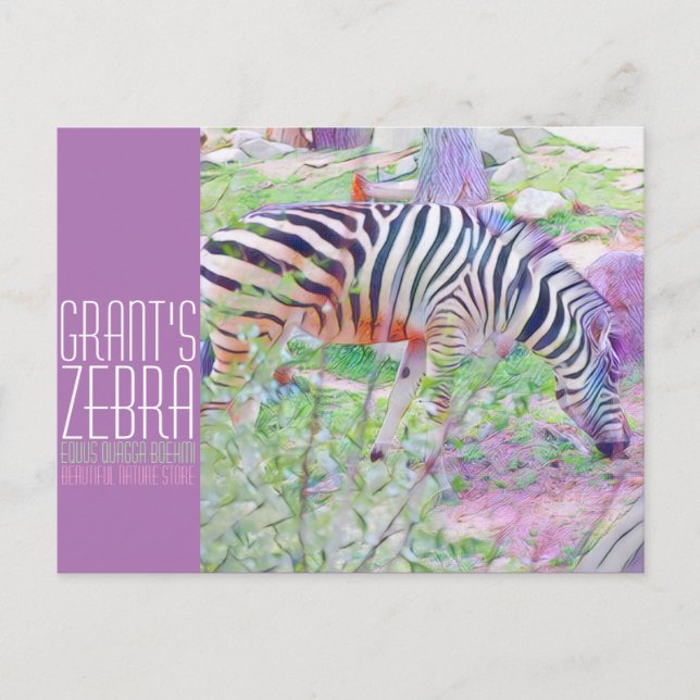 Cartão Postal Zebra de Grant [Cartão-postal] (Frente)