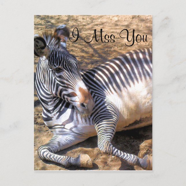 Cartão Postal Zebra do amor_ (Frente)