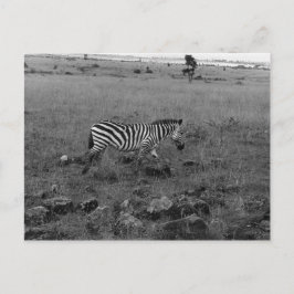 Cartão Postal Zebra do Quênia na Natureza