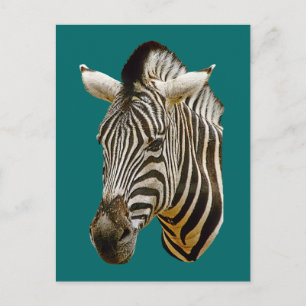 Cartão Postal Zebra Drawing