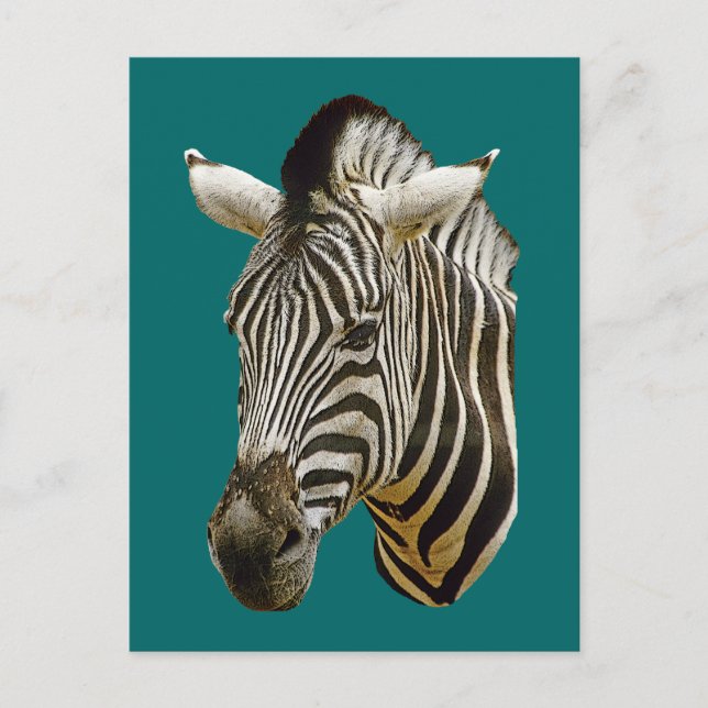 Cartão Postal Zebra Drawing (Frente)