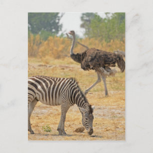 Cartão Postal Zebra e Ostrich TomWurl.jpg