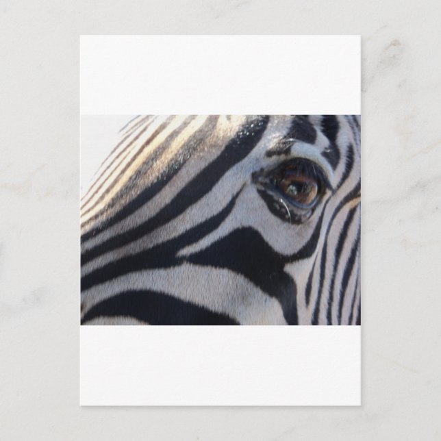 Cartão Postal Zebra Eye (Frente)