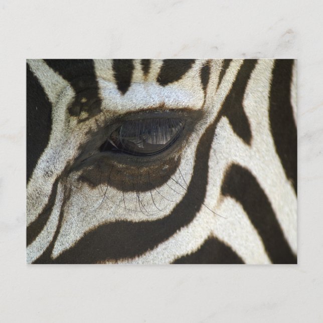 Cartão Postal Zebra, Feche os Olhos (Frente)