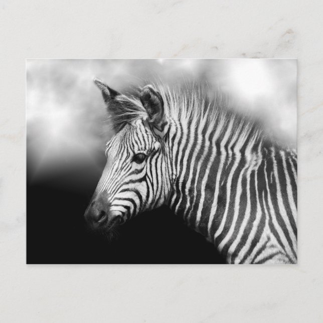 Cartão Postal Zebra Foal (Frente)