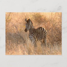 Cartão Postal Zebra Foto à luz da manhã