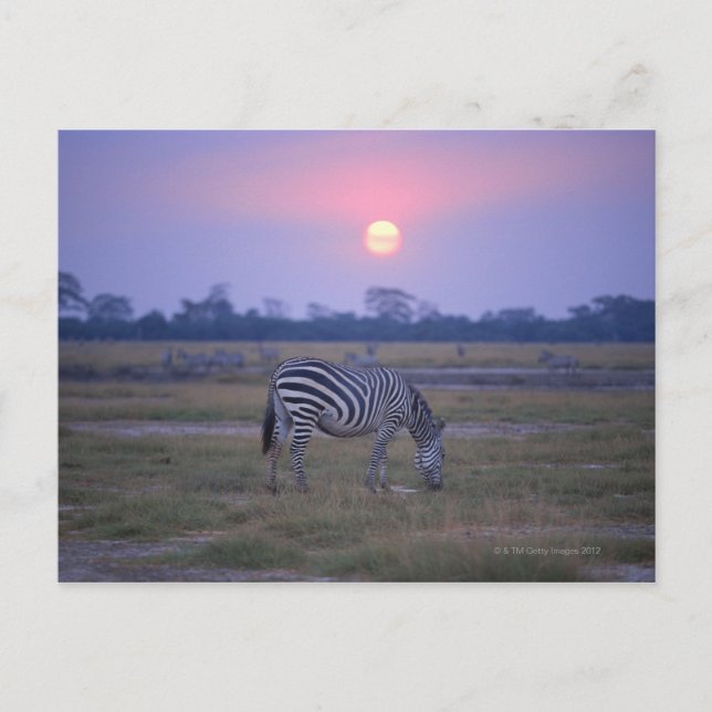 Cartão Postal Zebra Grant 3 (Frente)