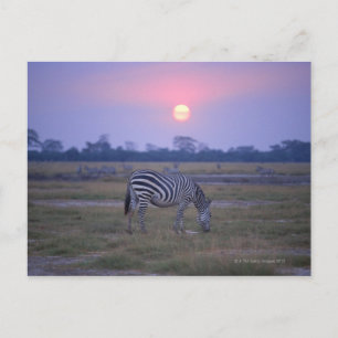 Cartão Postal Zebra Grant 3