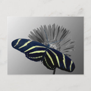 Cartão Postal Zebra Longtail em uma margarida